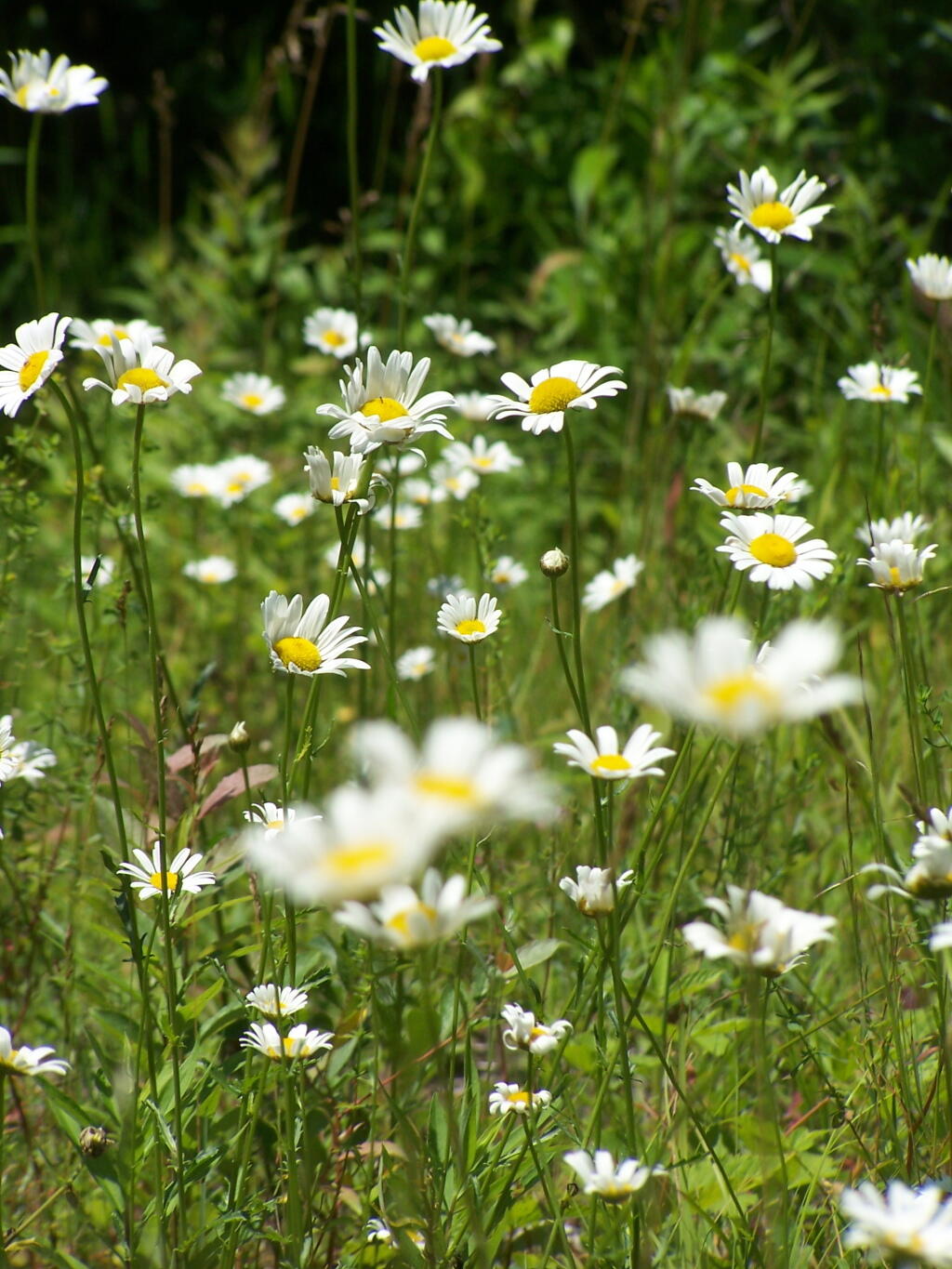 Photo: Daisies on Bryants Bridge Road