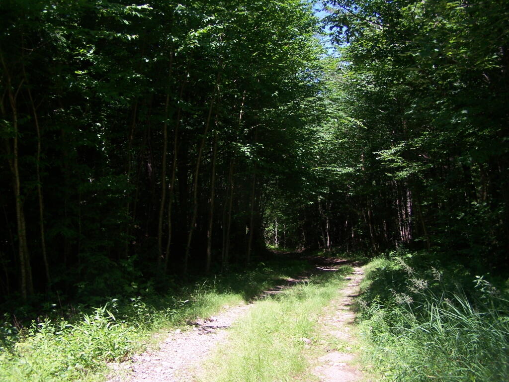 Photo: Along the Narrow Truck Trail