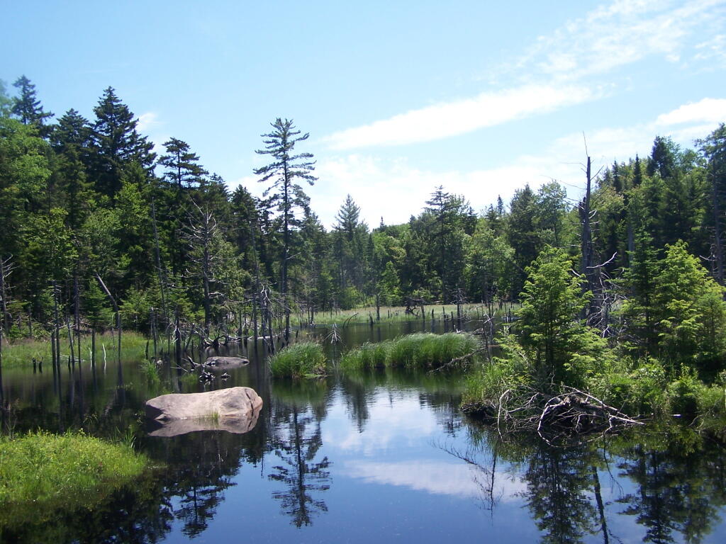 Photo: Little Mouldy Pond Outlet Photo: Little Mouldy Pond Outlet