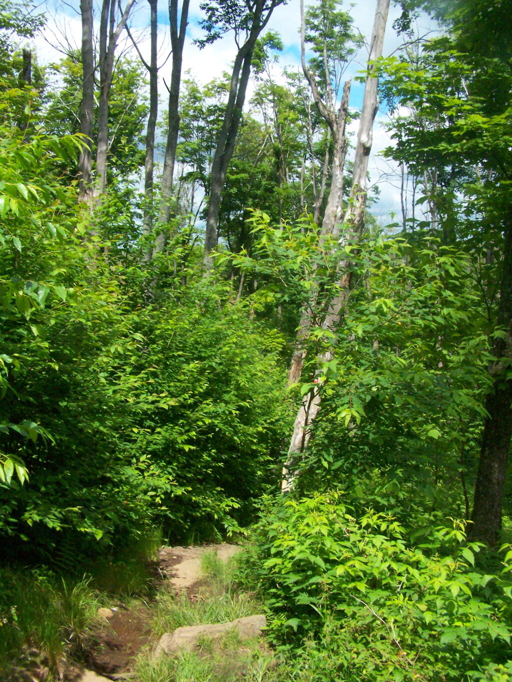 Photo: Mount Arab Trail