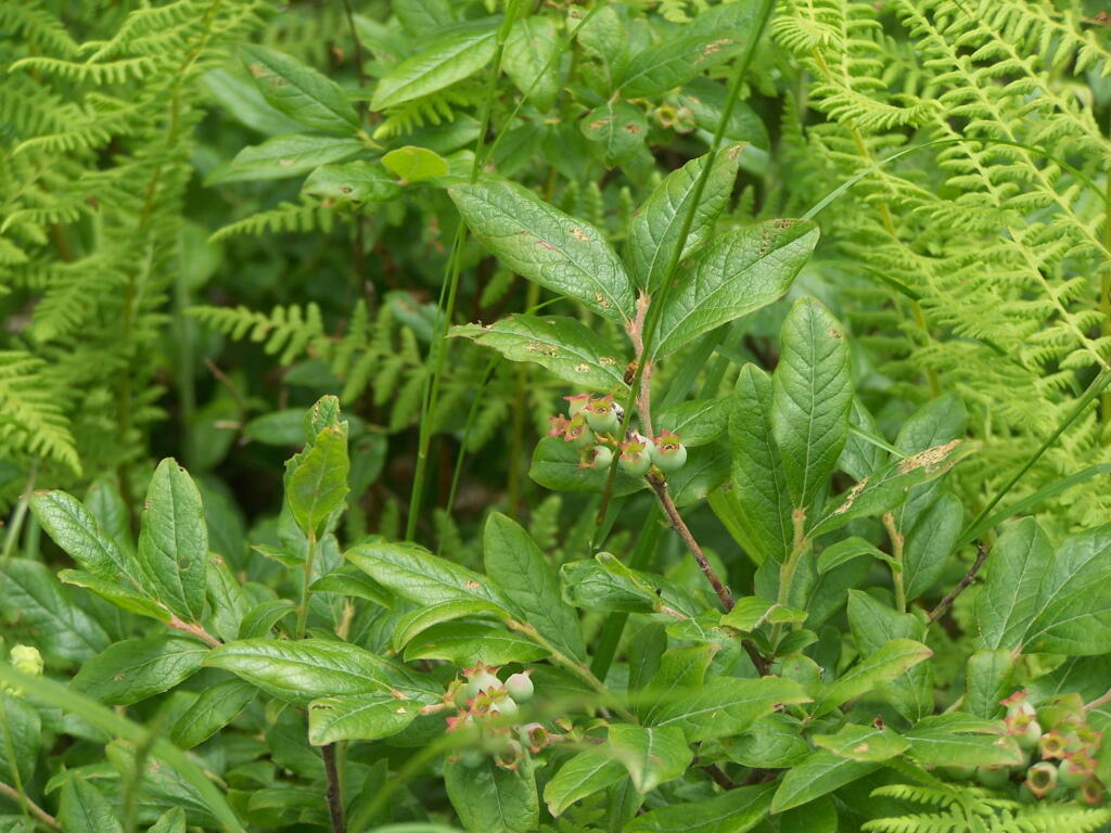 Photo: Wild Blueberries Soon