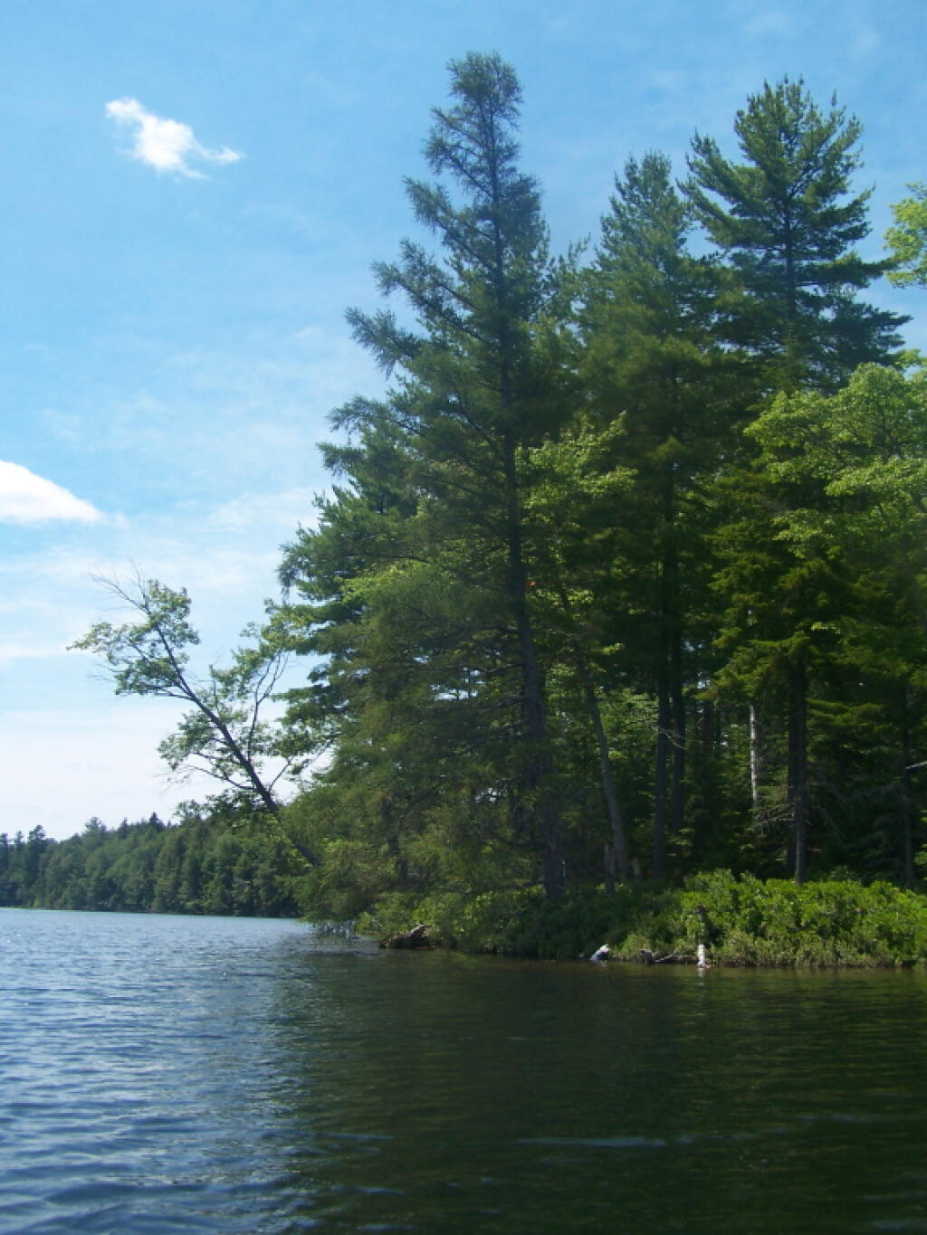 Photo: Trees Along Whey Pond