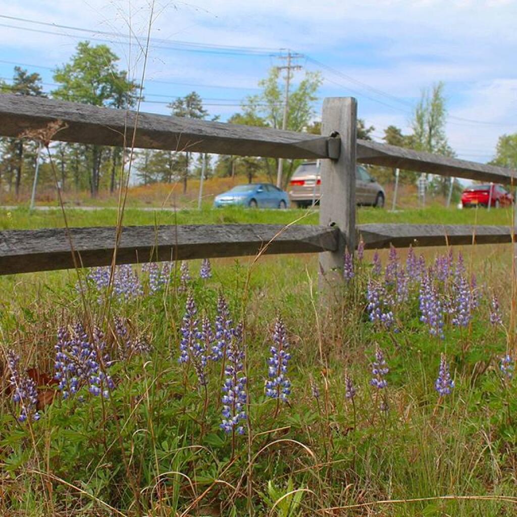 Photo: Roadside Lupine