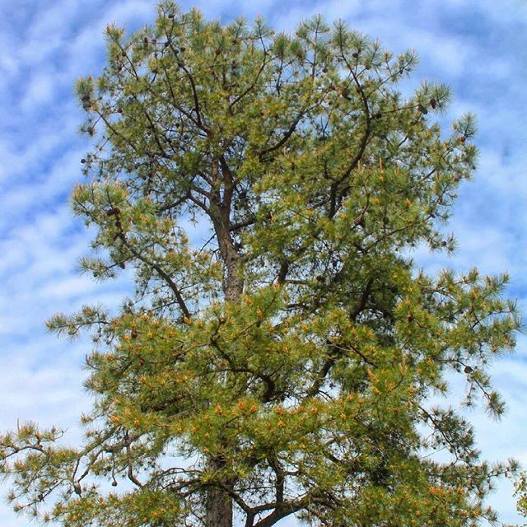Photo: Big Pitch Pine