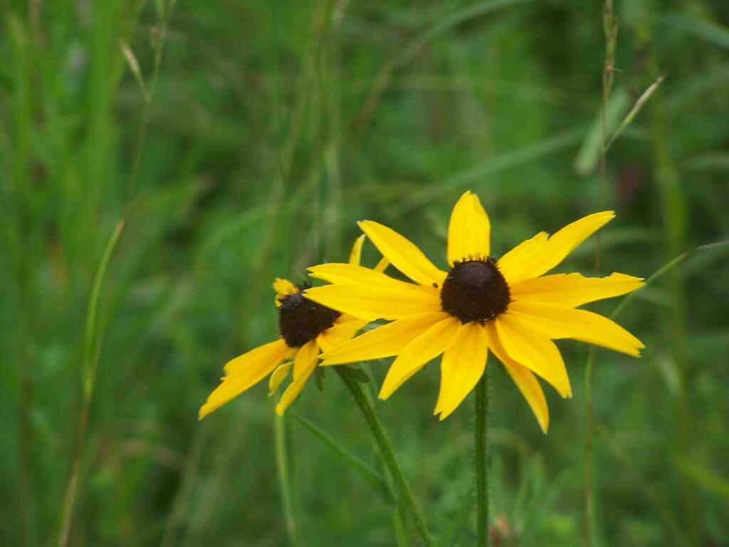 Photo: Black Eye Susans Photo: Black Eye Susans