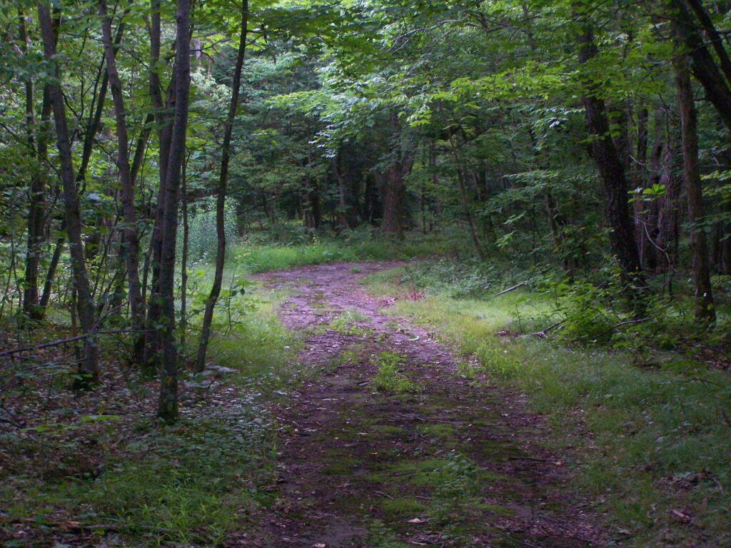 Photo: New Cut Over Trail Photo: New Cut Over Trail