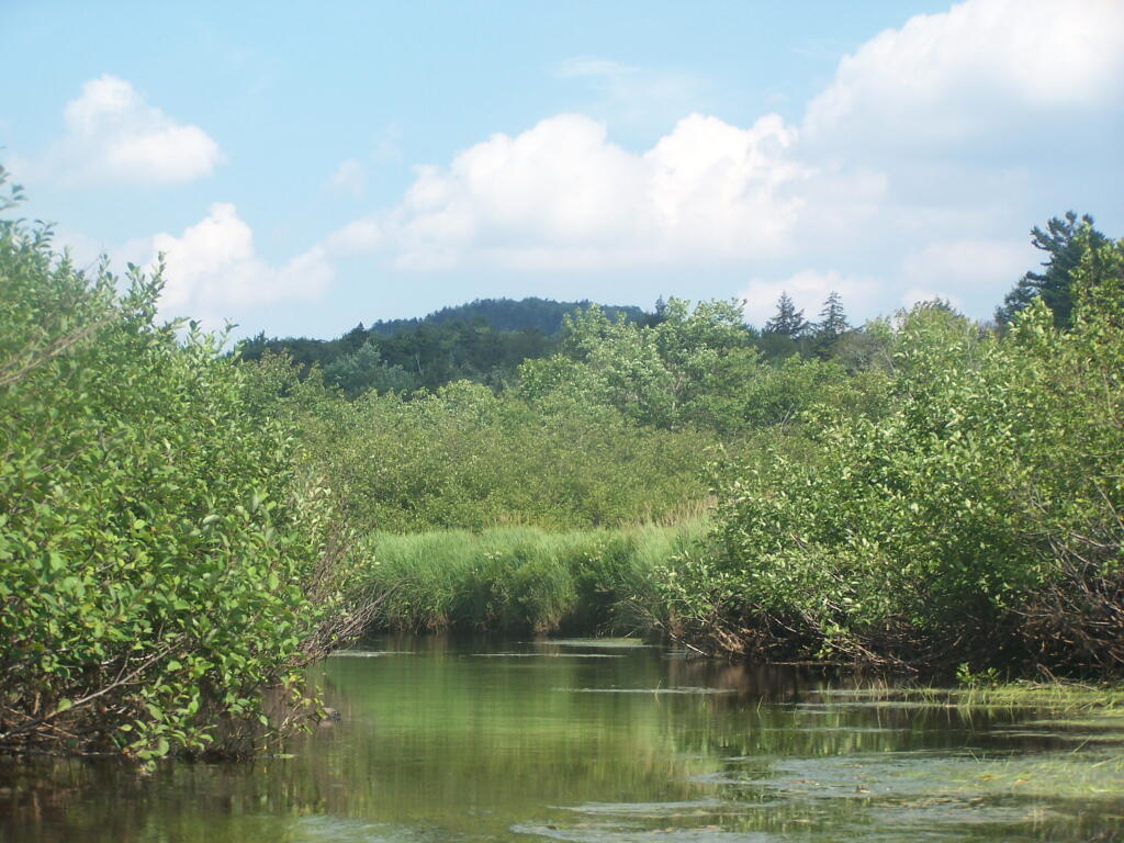 Photo: Towards Trout Lake Mountain
