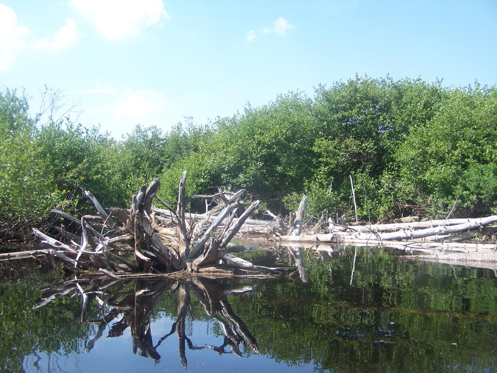 Photo: I Don't Want to Portage Around This Mess Photo: I Don't Want to Portage Around This Mess