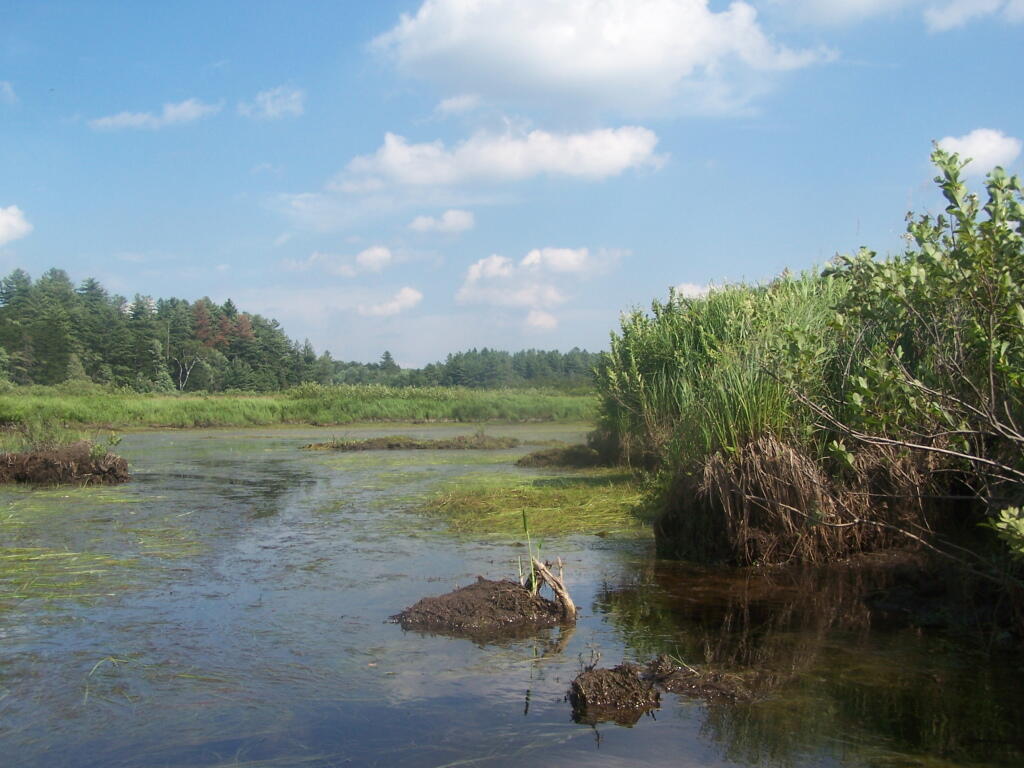Photo: Almost Dried Up Swamp
