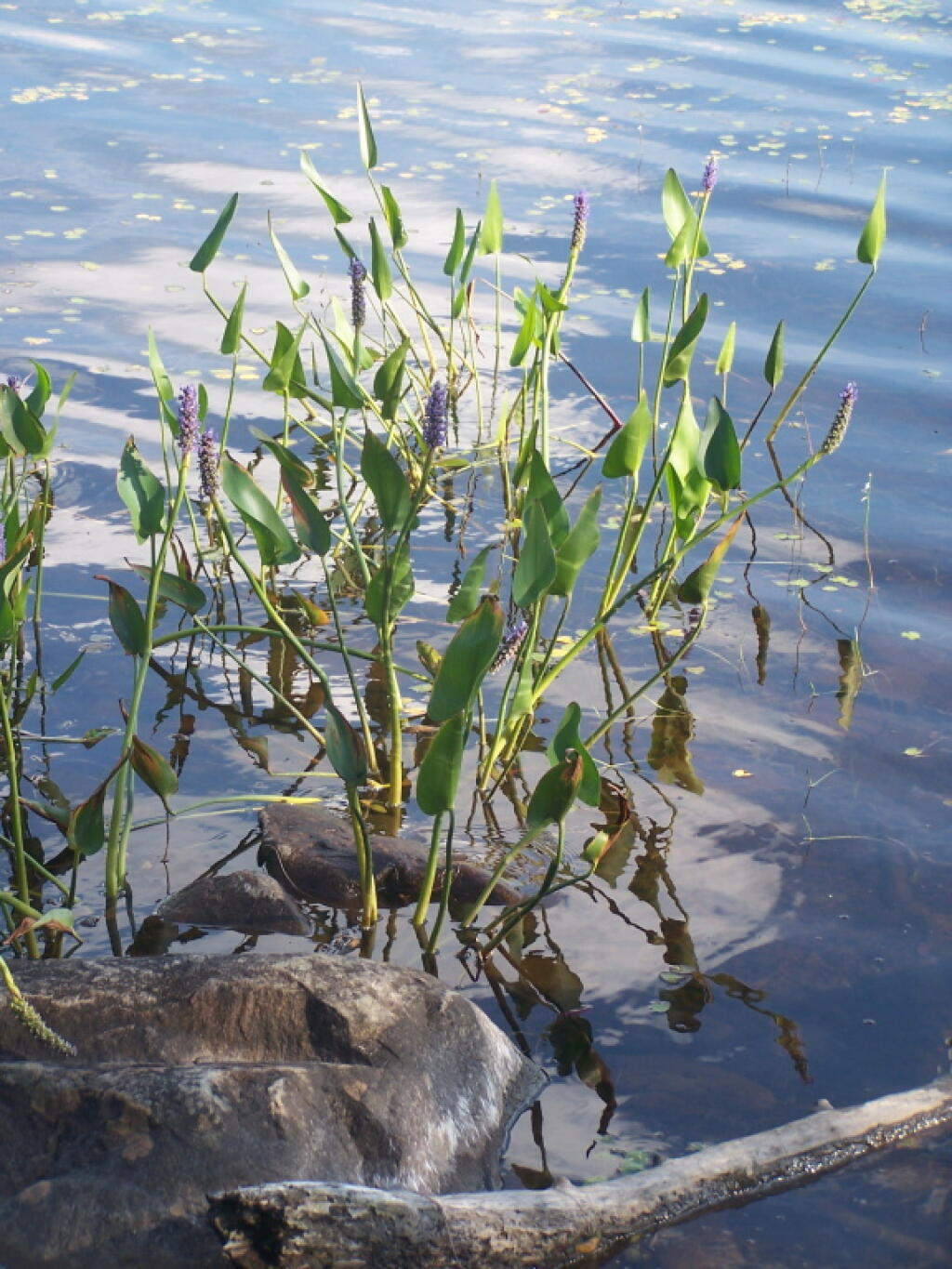 Photo: Edge of Sand Lake