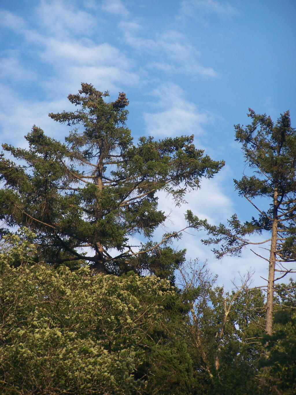 Photo: Trees Along Potholers