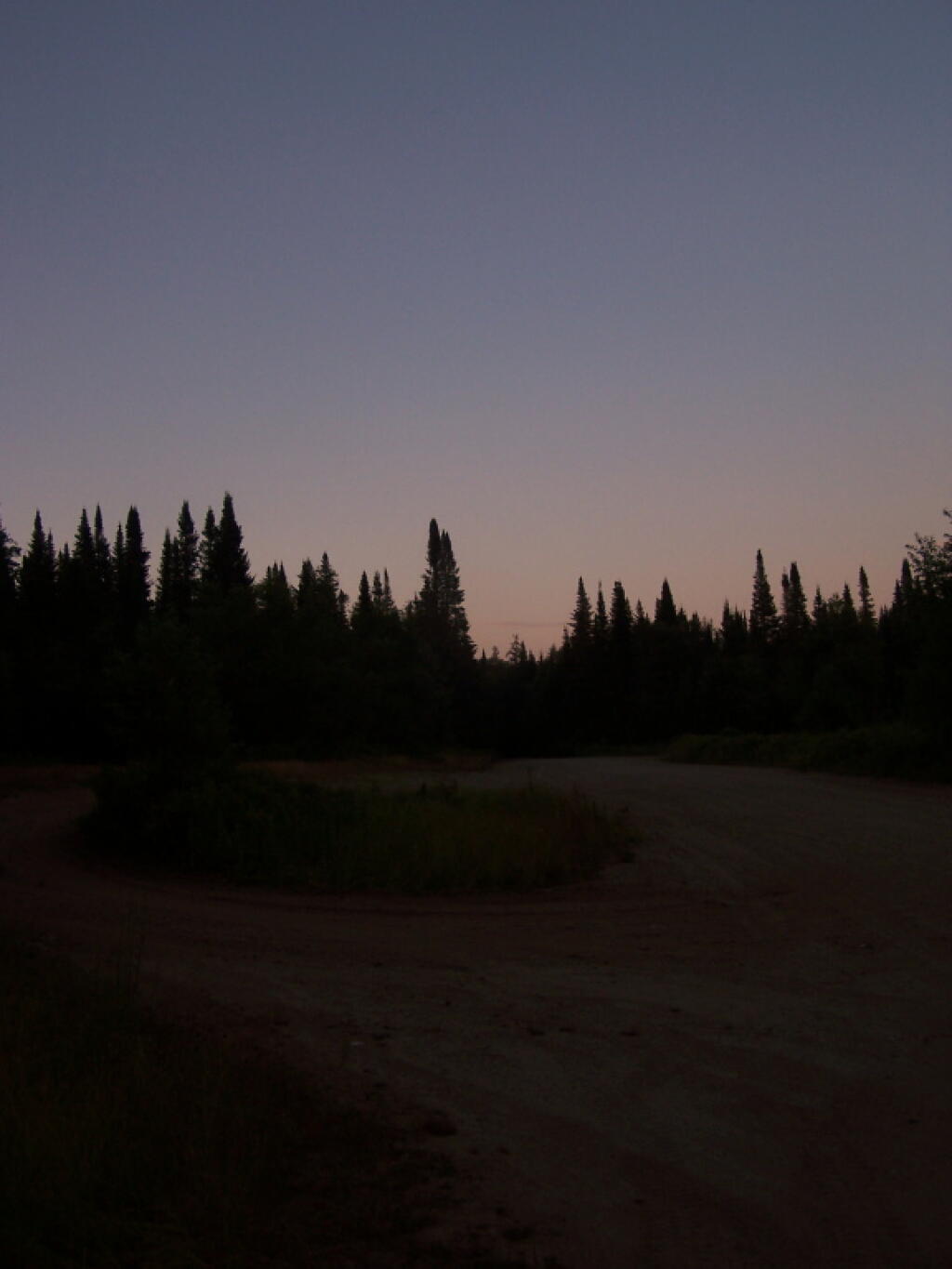 Photo: Old Growth Spruce at Powley Place After Dark