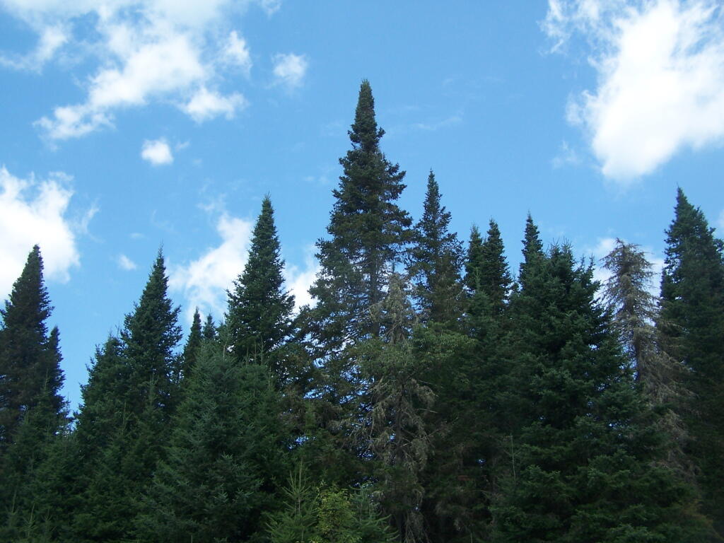 Photo: White Pines