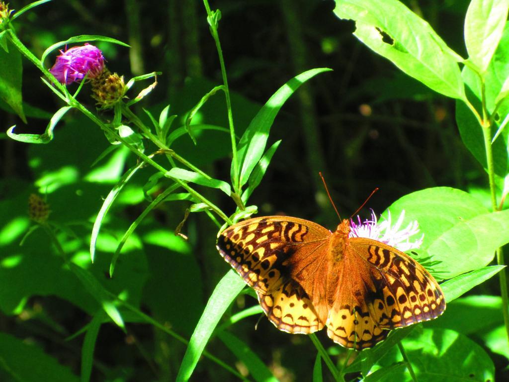 Photo: Aphrodite Fritillary Butterfly Photo: Aphrodite Fritillary Butterfly