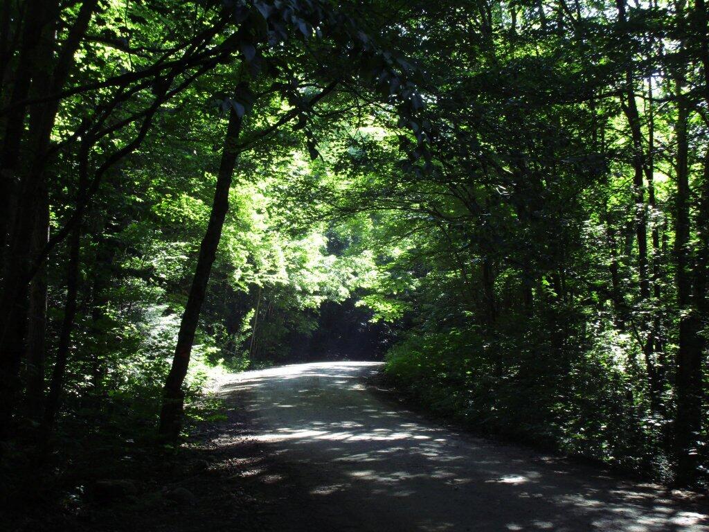 Photo: Cedar River-Limekiln Lake Road
