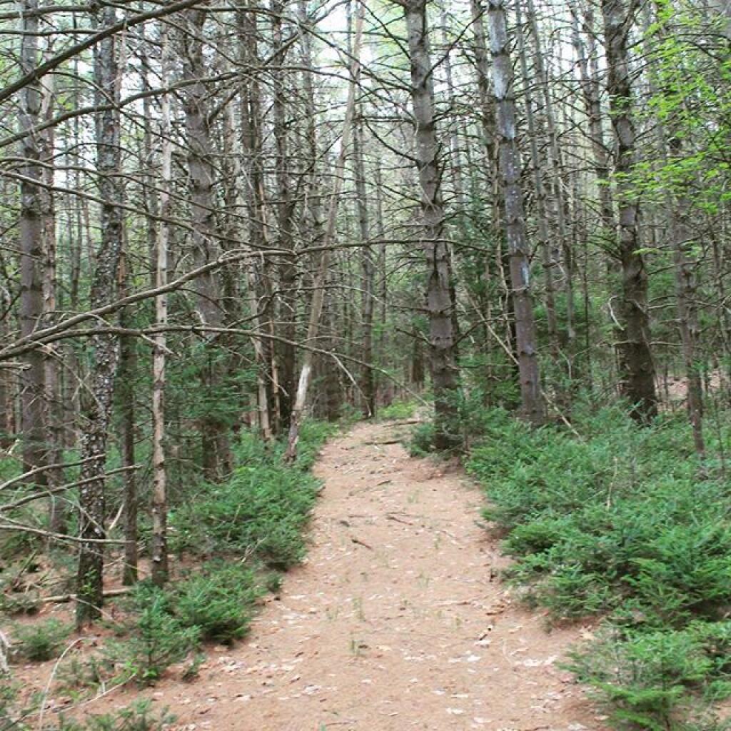 Photo: Path from campsite to nowhere