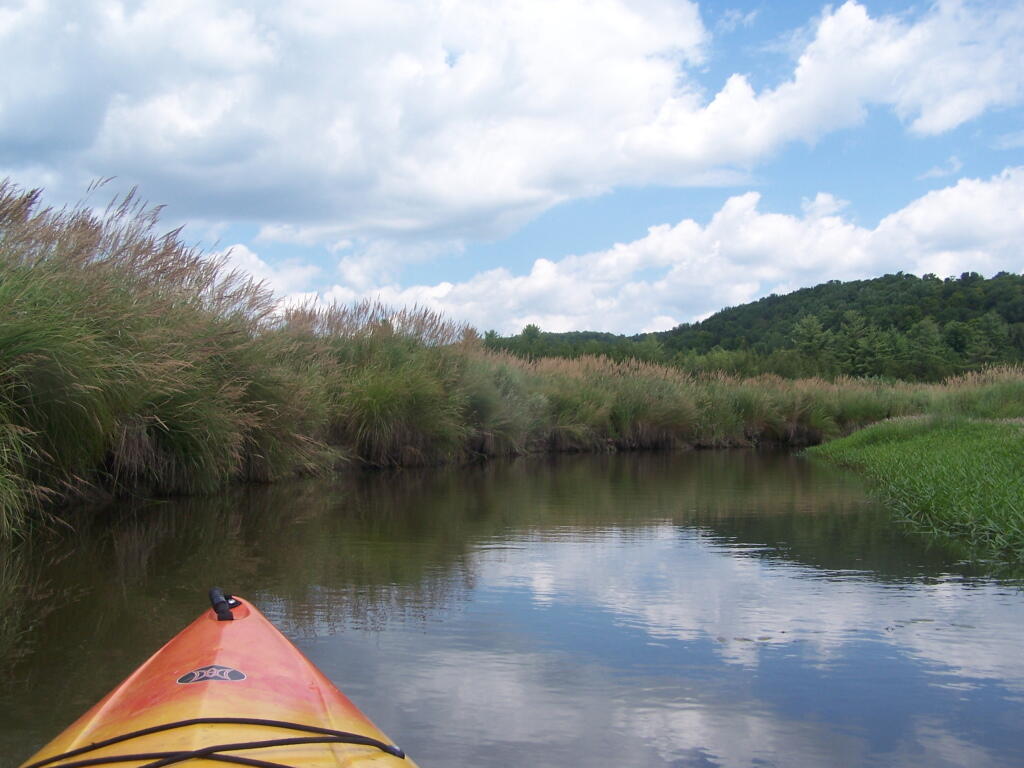 Photo: Timothy Grasses Along Shore
