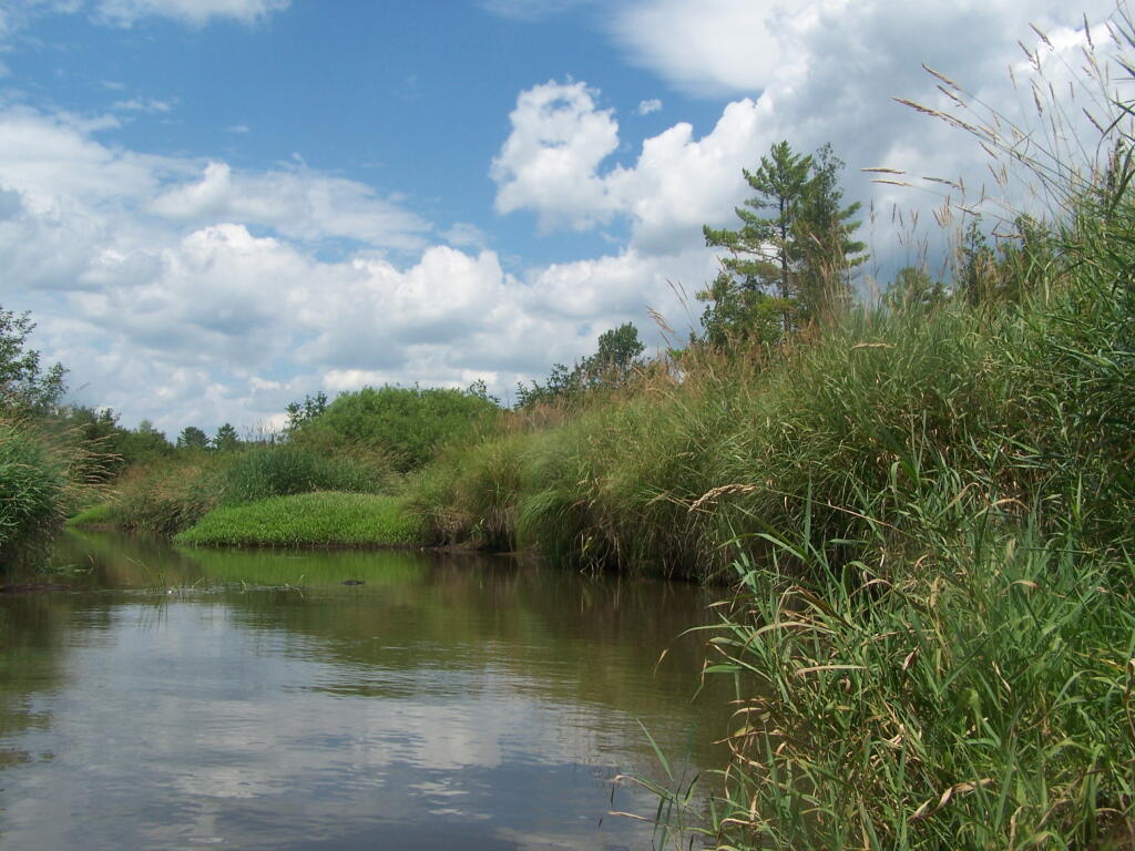 Photo: Trees Along River Bank