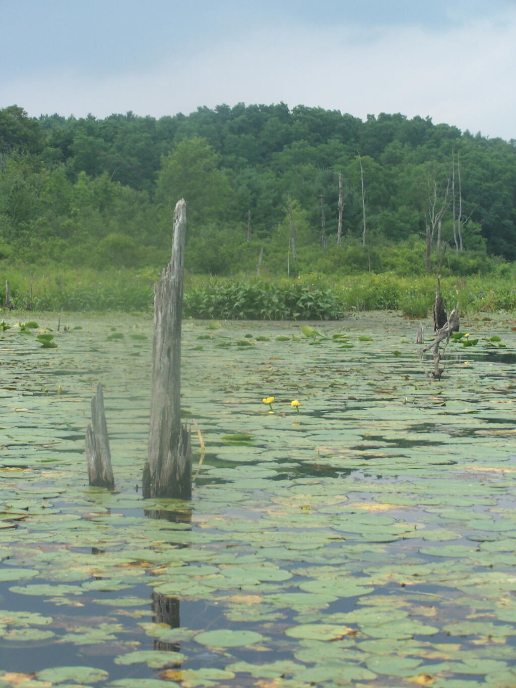 Photo: Stumps