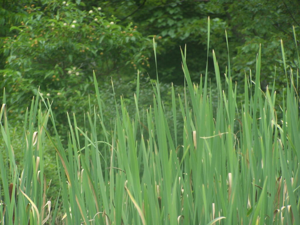 Photo: Common Reed