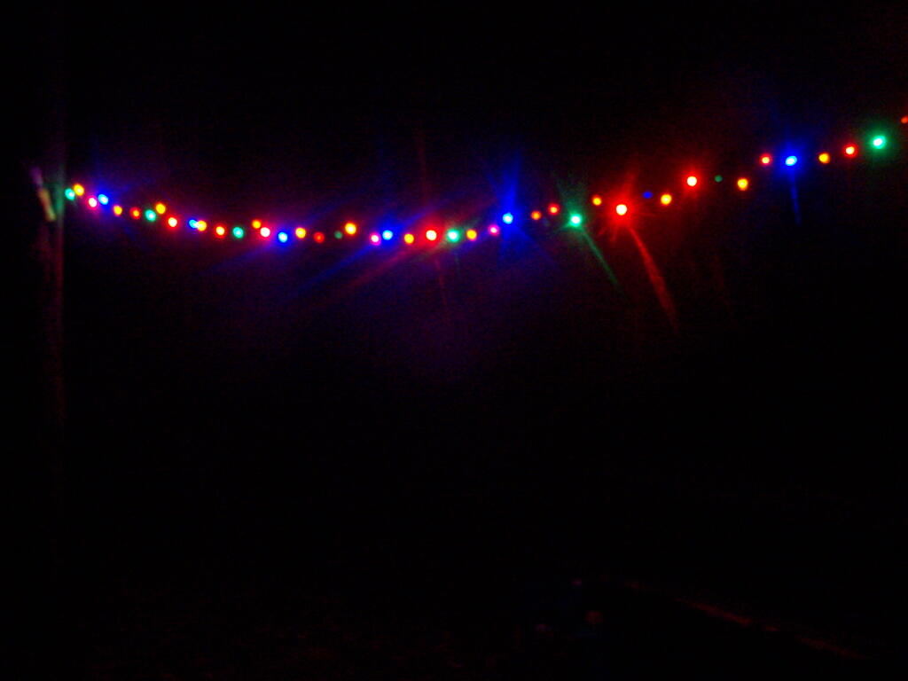 Photo: Christmas Lights in the Woods