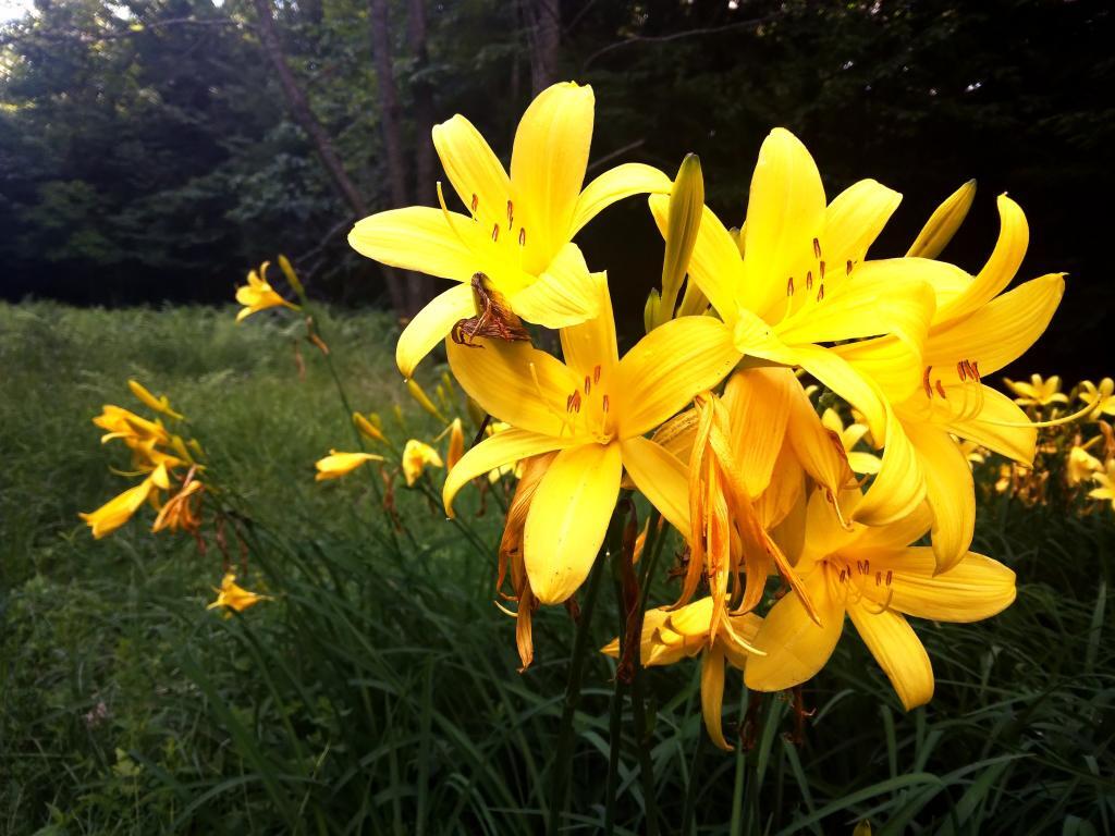 Photo: Lillies