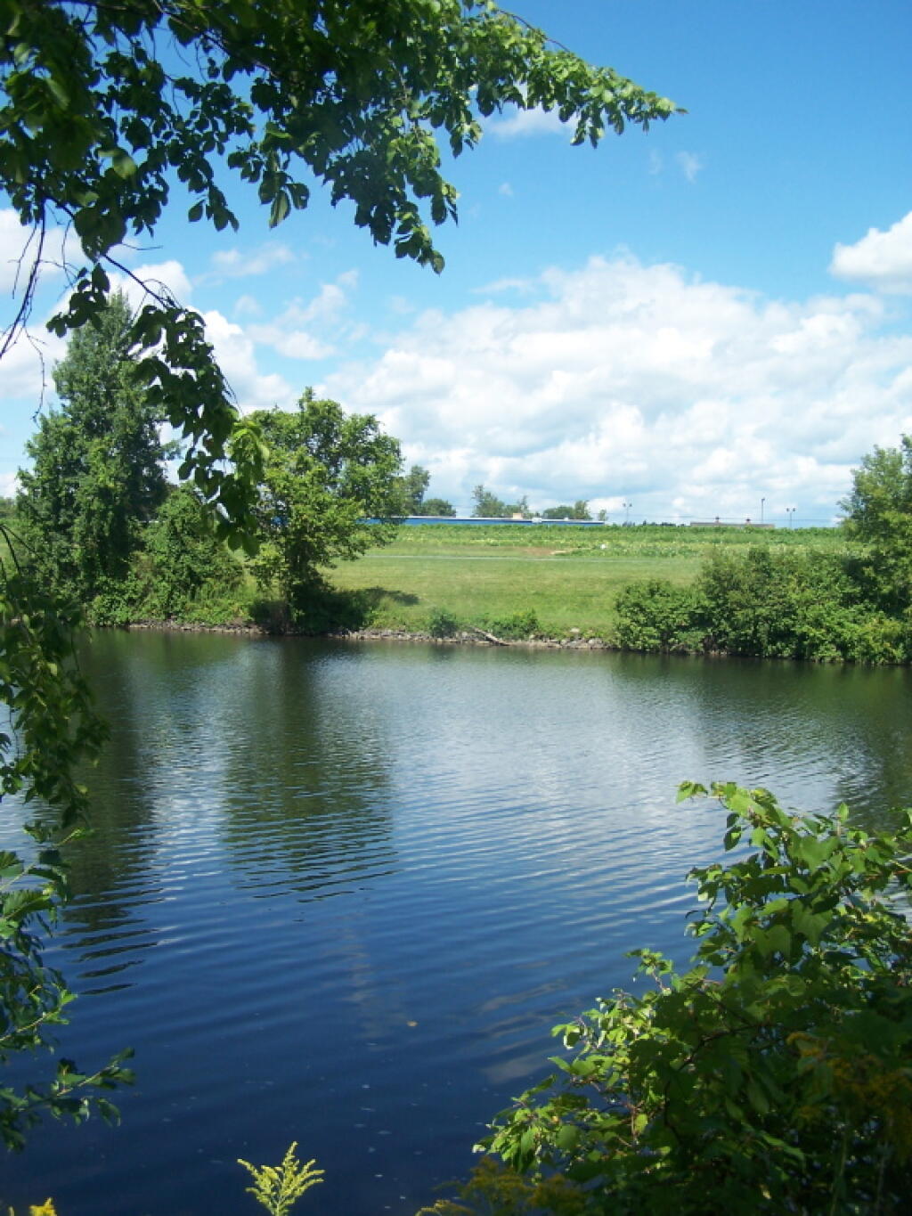 Photo: Grape Farm Along Canal Photo: Grape Farm Along Canal
