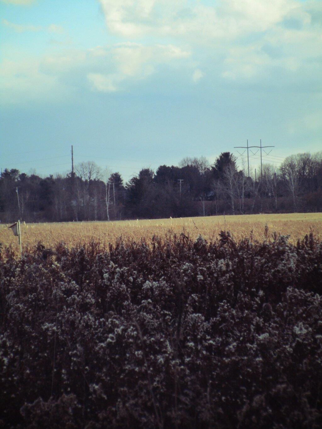 Photo: Field Photo: Field