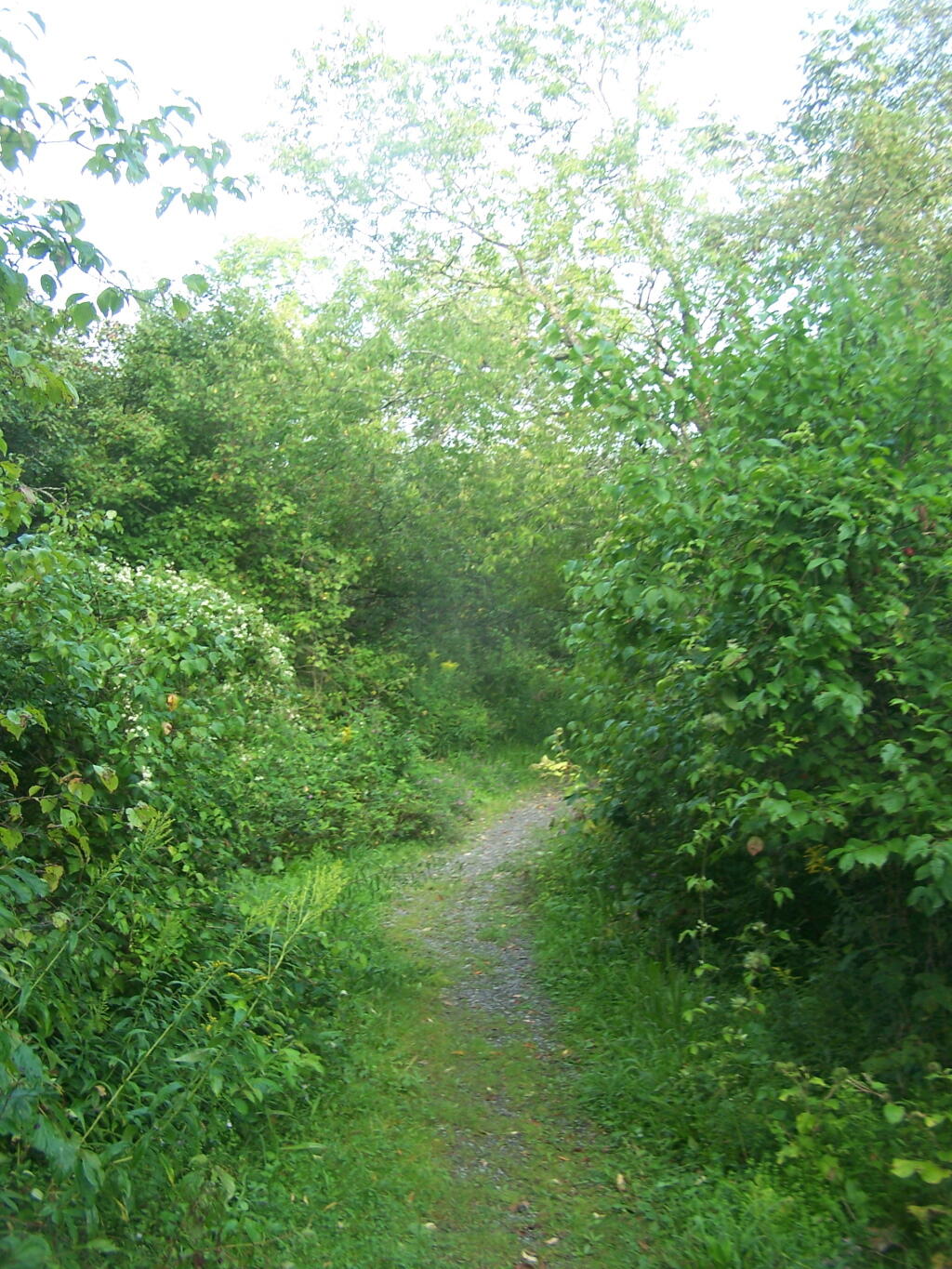 Photo: Horse Trail 60 Photo: Horse Trail 60