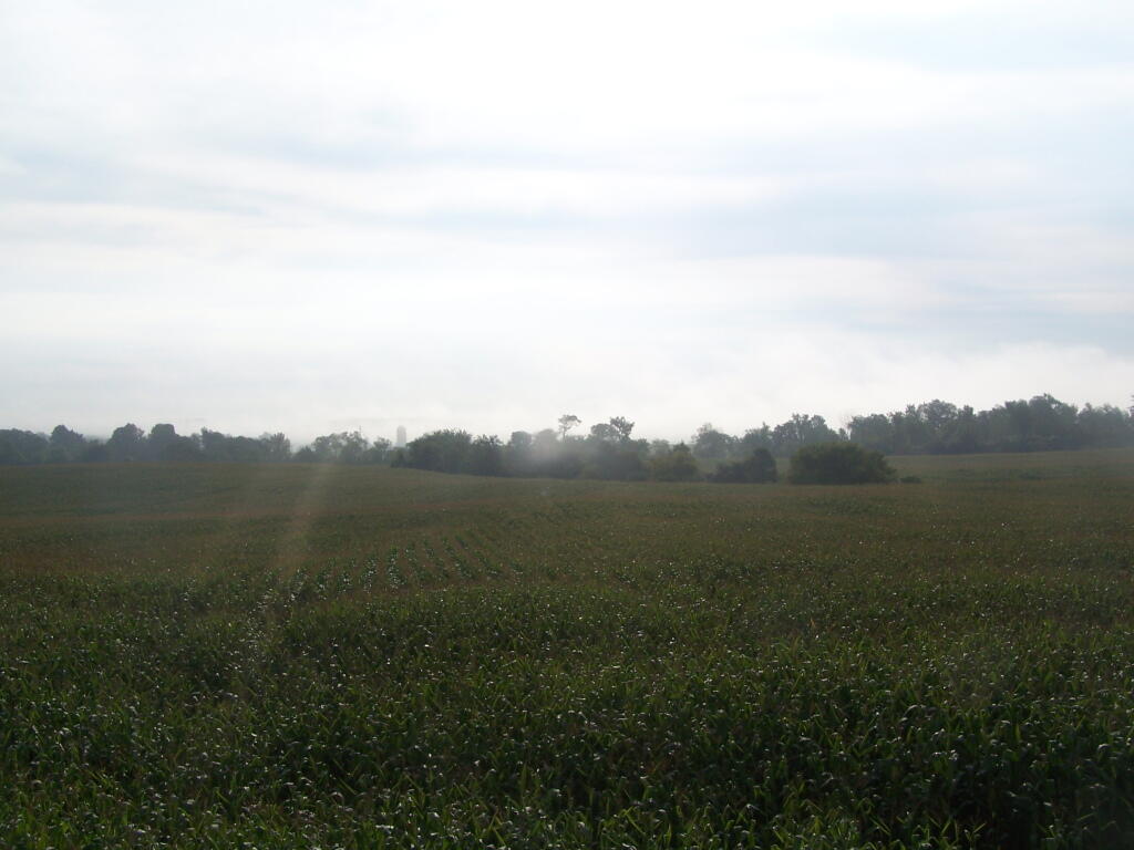 Photo: Cornfields in Cassvile