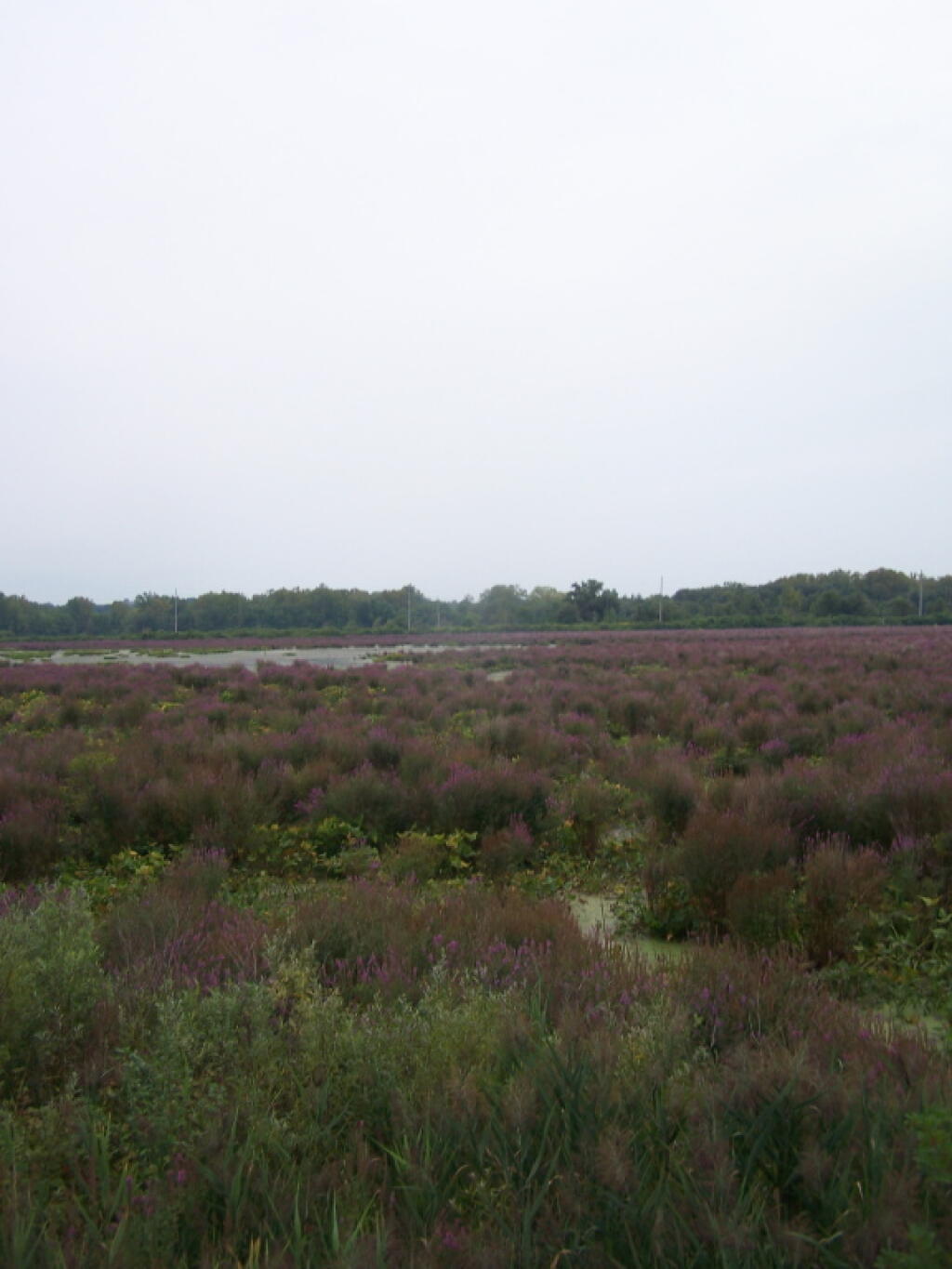 Photo: Utica Marsh Photo: Utica Marsh