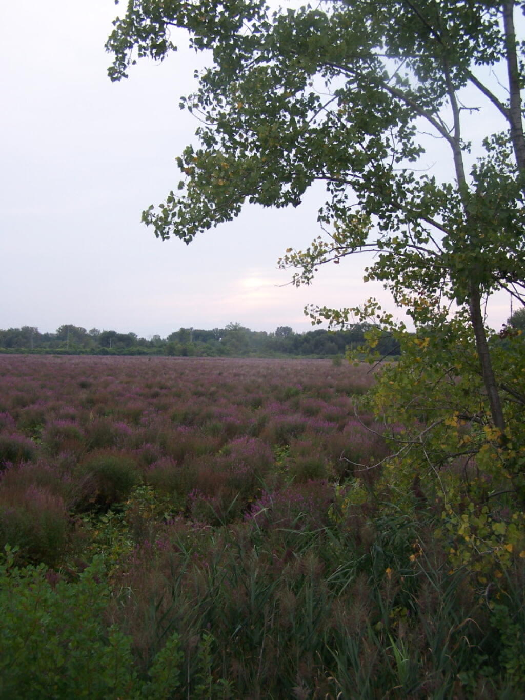 Photo: Gray Evening at the Marsh