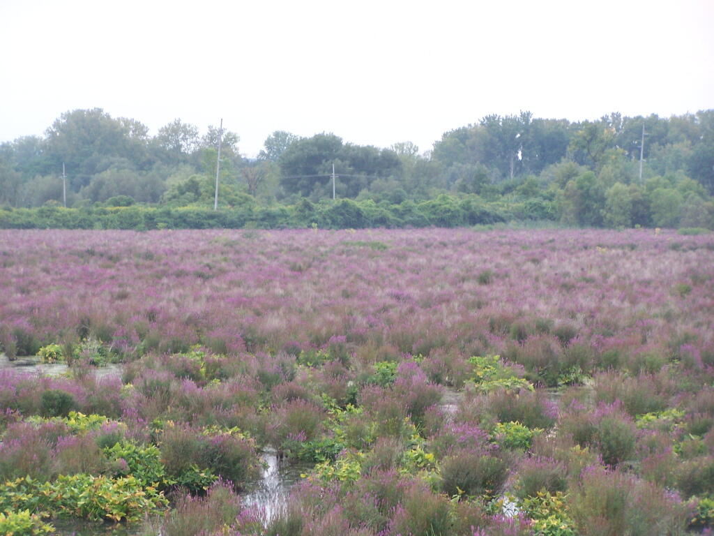 Photo: Plants at Utica Marsh