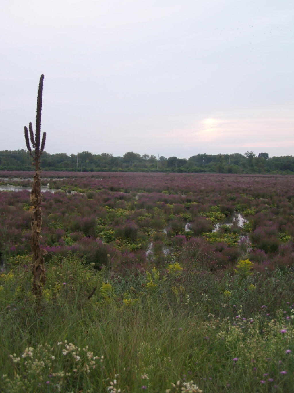 Photo: Utica Marsh 1