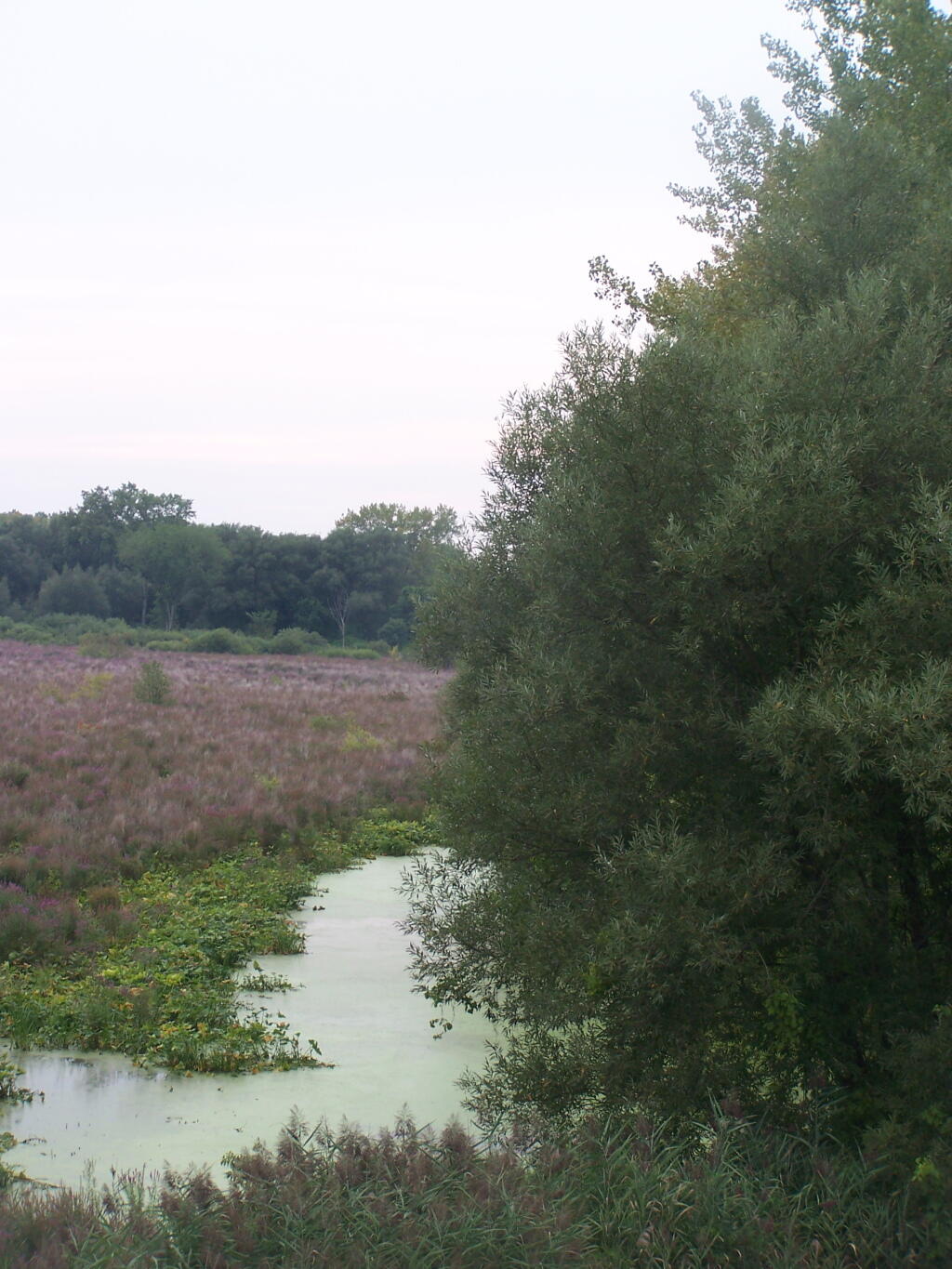 Photo: Edge of Marsh