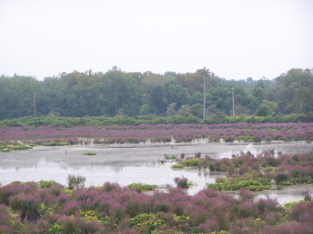 Photo: Marshlands