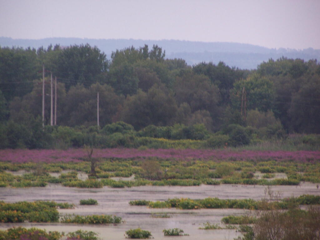 Photo: Hills in Distance Beyond the Marsh