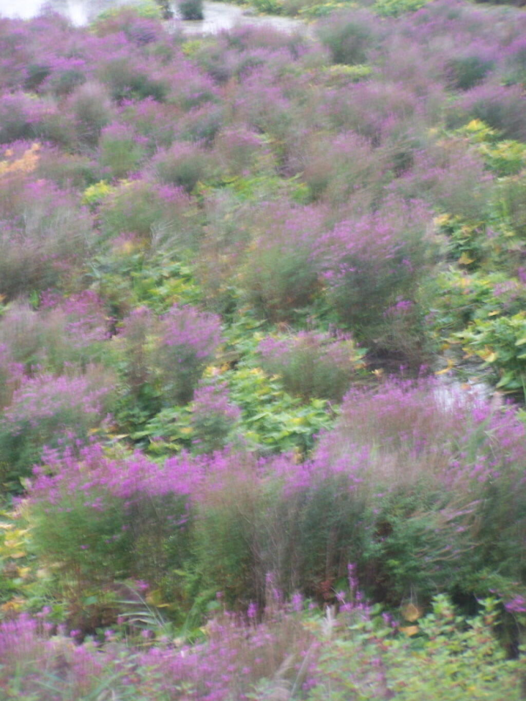 Photo: Marsh Plants