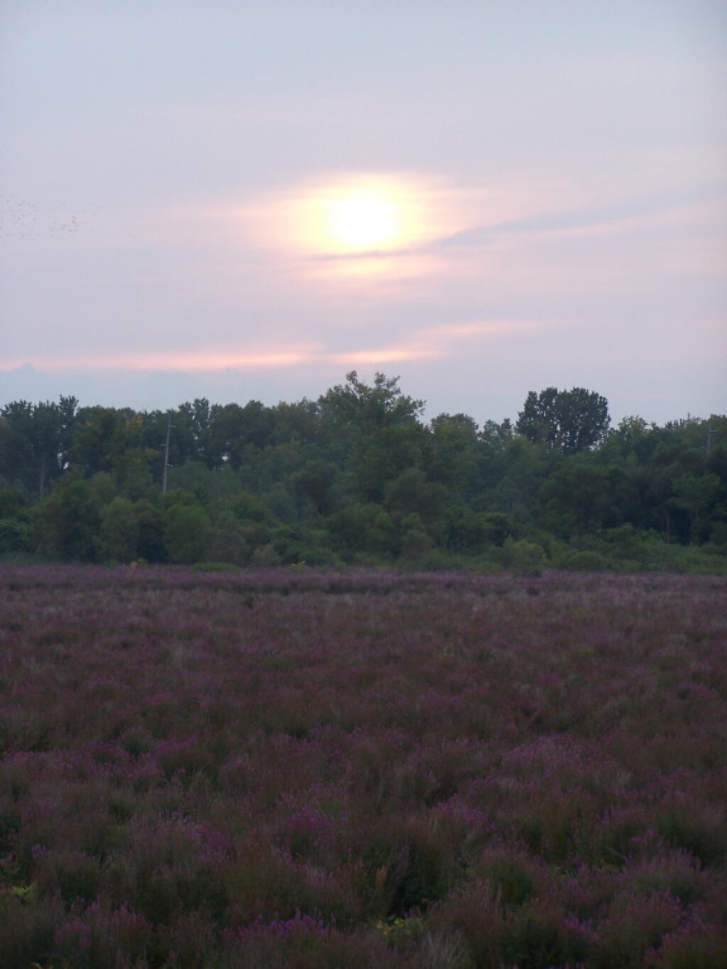 Photo: Sunball Lowers