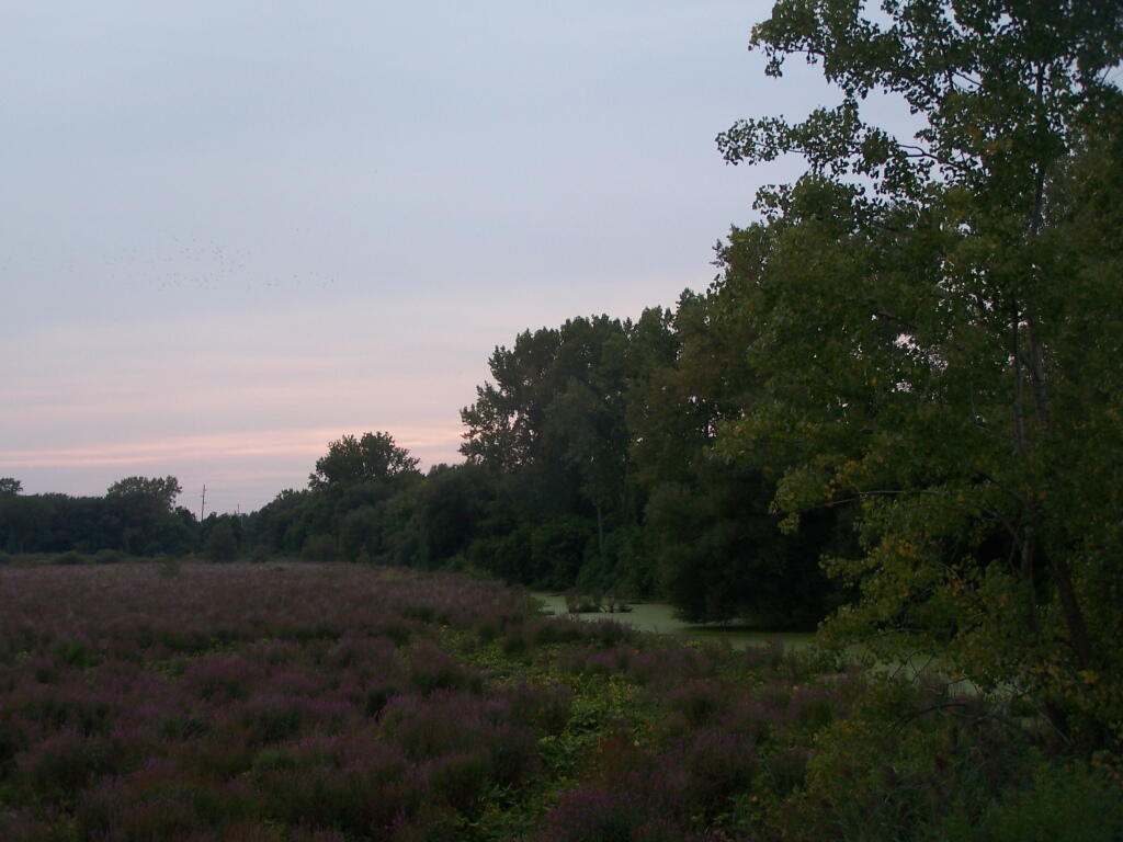 Photo: After Dusk in Marsh
