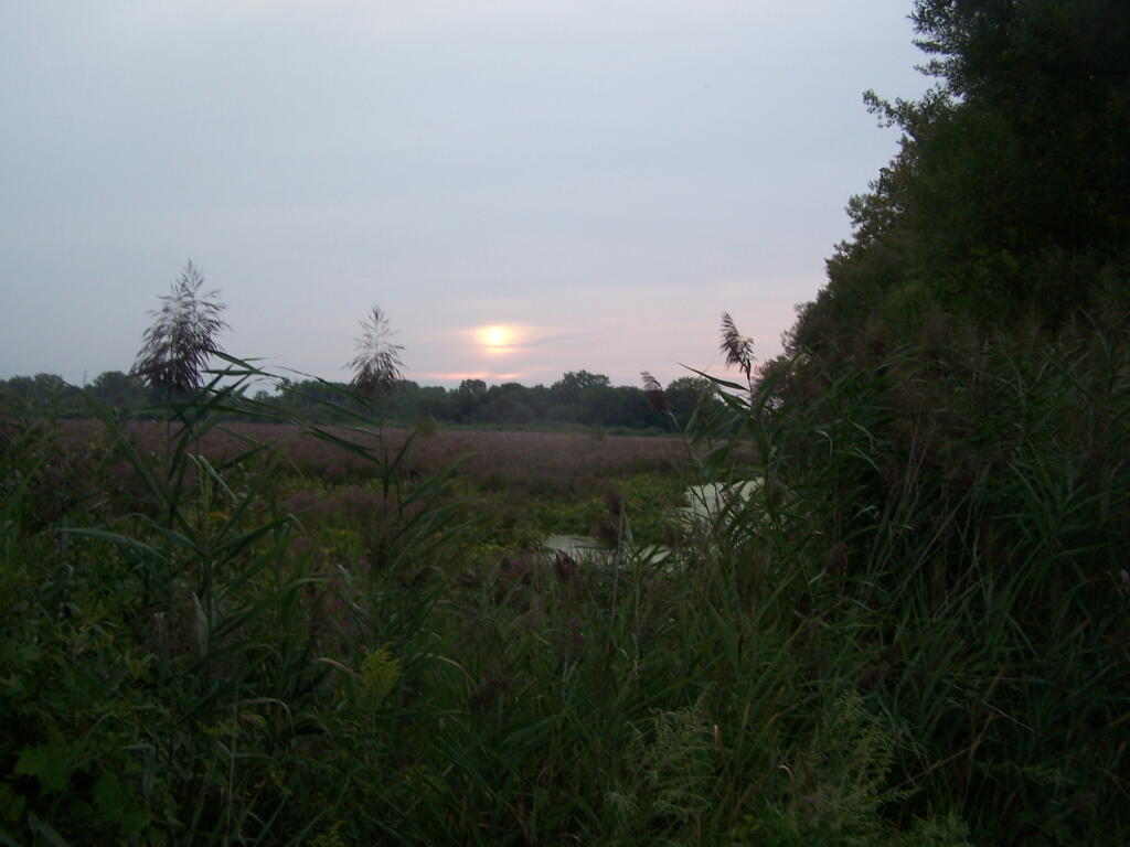 Photo: Cattails