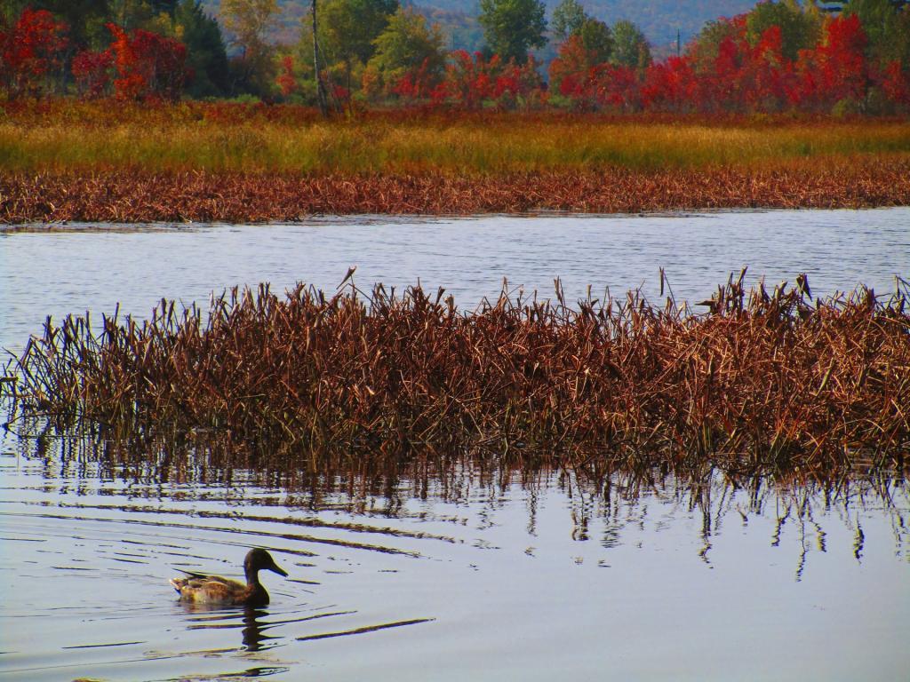 Photo: Merganser Duck