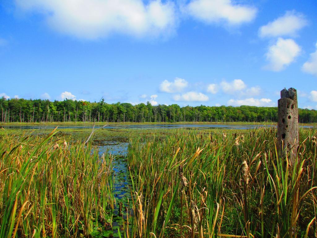 Photo: Marsh