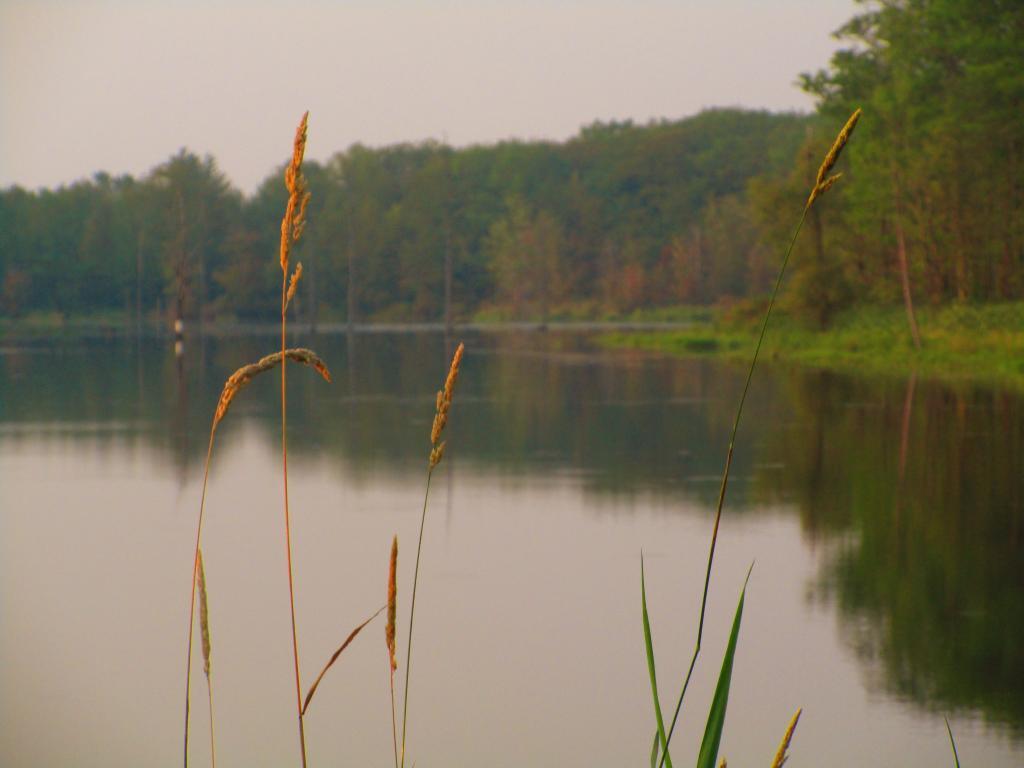 Photo: Grass along Teeter Pond Photo: Grass along Teeter Pond