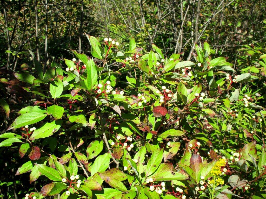 Photo: Baneberry Photo: Baneberry