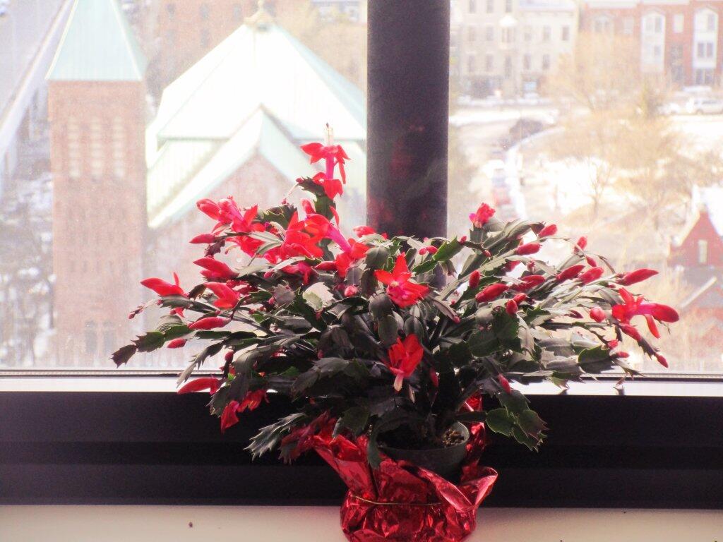 Photo: Today In Christmas Cactus Photo: Today In Christmas Cactus