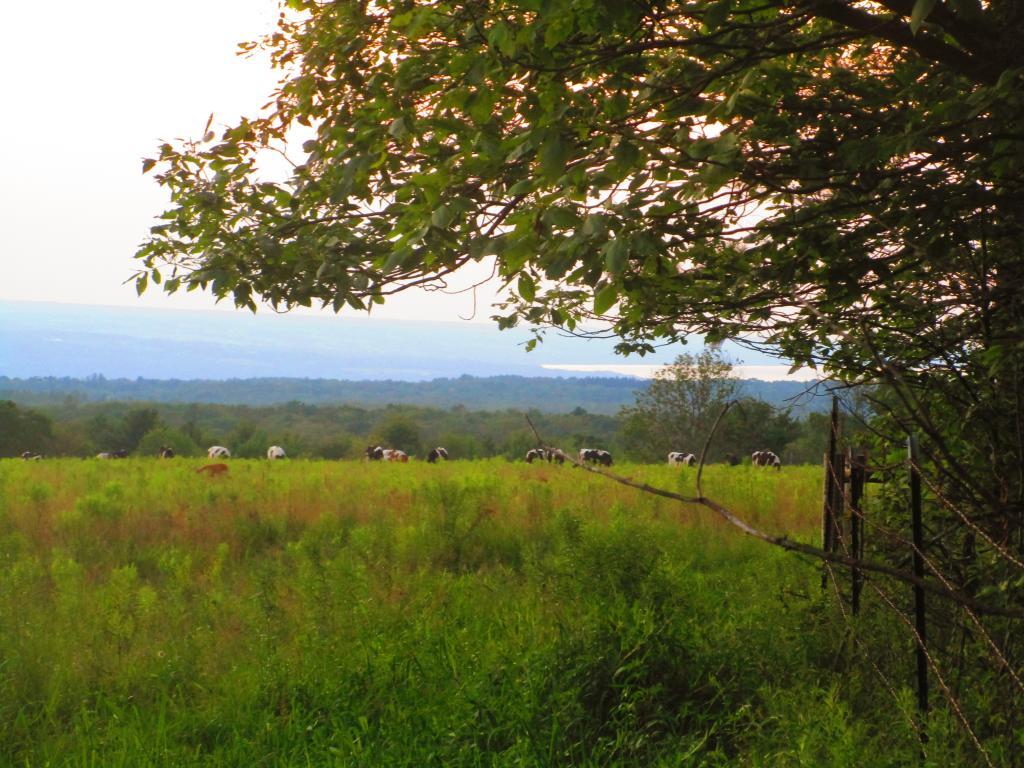 Photo: Cows doing their thing Photo: Cows doing their thing