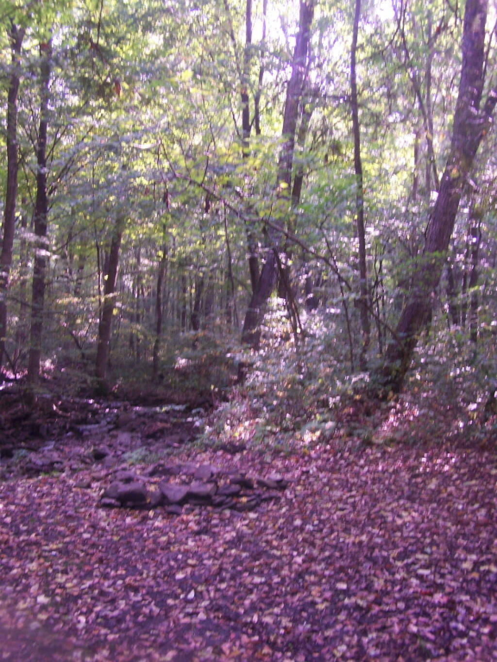 Photo: Campsite on Branch of Cheningo Creek