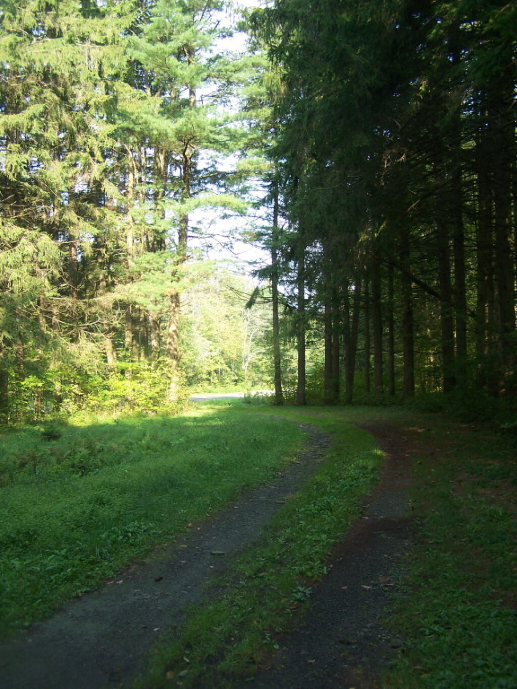 Photo: Roadway of Former CC Camp