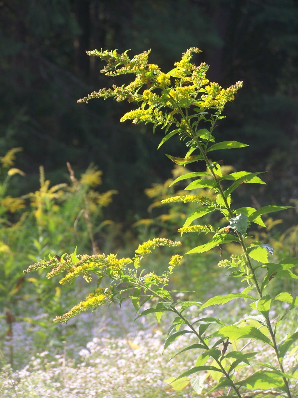 Photo: Golden Rod